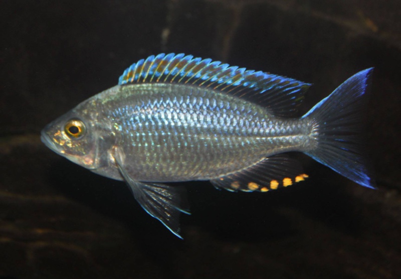 Copadichromis sp. 'firecrest' Gome
